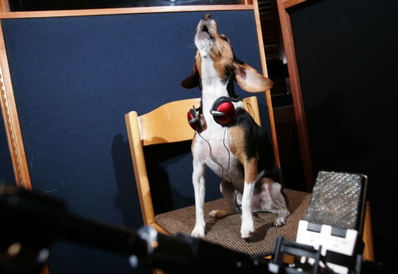 Image: Dog singing